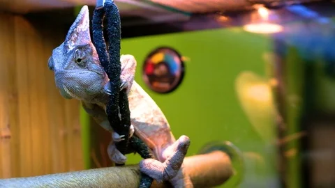 Chameleon in zoo Stock Footage 100281535
