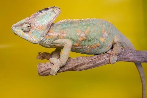 Chameleon,lizard on green background Stock Photos