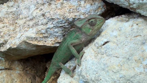 Chameleonon the rocks Video stock 97390364