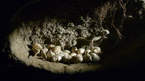 Chameleons born Stock Footage 54243695