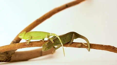 Chameleons close-up on a white background. Stock Footage 143582288