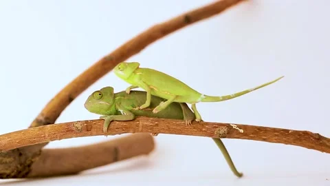 Chameleons close-up on a white background. Stock Footage 143582289