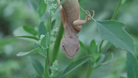 Chameleons on green plant. Vídeos de archivo 305461585
