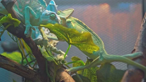 Chameleons move slowly on a tree branch. Stock Footage 157214043