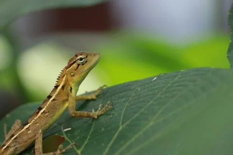 Chameleons or chamaeleons Stock Photos