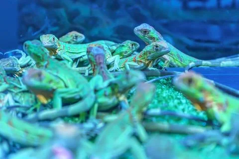 Chameleons Stock Photos