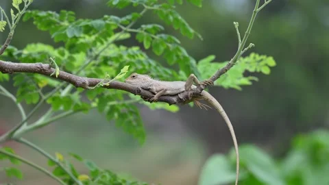 Chameleons on the tree branch. Vídeos de archivo 280655412