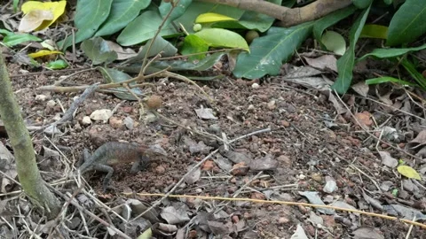 Chameleons use their front legs to kick dirt and cover their egg holes. Stock Footage 280818532