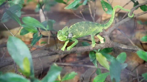 Chamelion Stock Footage 703765