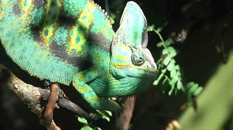 Chamelion Video stock 8918145