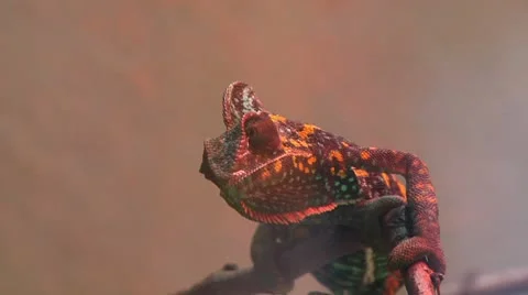 Chamelion Red Video stock 8918132