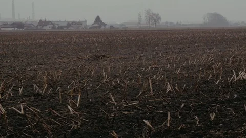 Chamfered wheat field Stock Footage 78138890