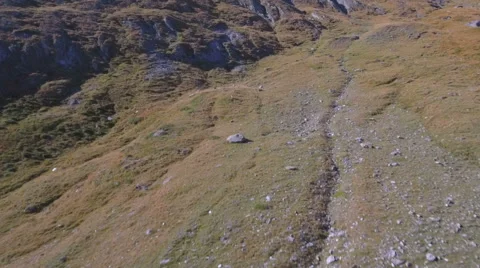 Chamois - aerial view Stock Footage 67704700