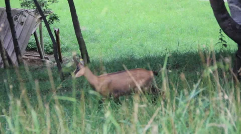 Chamois Alpine Fauna Stock Footage 27454923