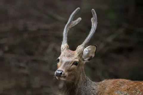 Chamois alpine goat Stock Photos