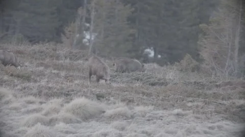Chamois in Austria/Alps Stock Footage 292641243