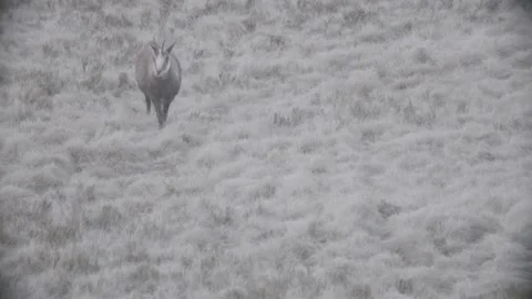 Chamois in Austria/Alps Stock Footage 292646996