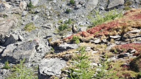 Chamois brown Stock Footage 77802562