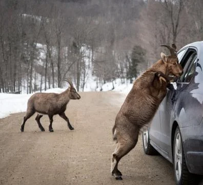 Chamois checking vehicle papers Foto stock