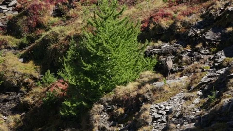 Chamois eating Stock Footage 77802609