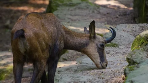 A chamois eating Stock Footage 249734767