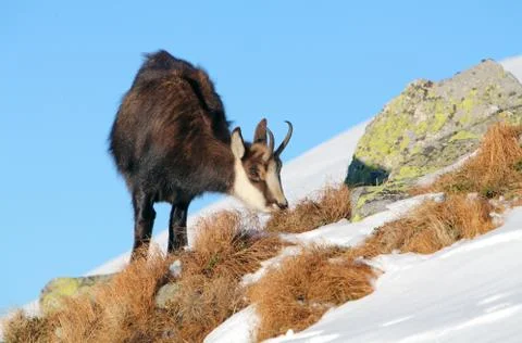 Chamois eating Stock Photos