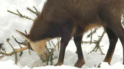 Chamois feeding in a fallen spruce. Stock Footage 48040563