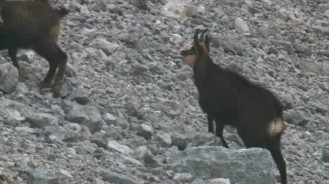 Chamois Stock Footage 12636541