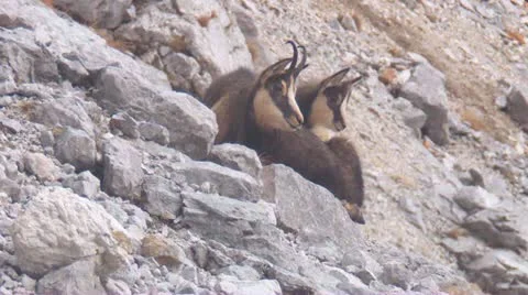 Chamois Video stock 12642527