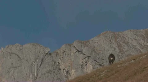 Chamois Stock Footage 12643480