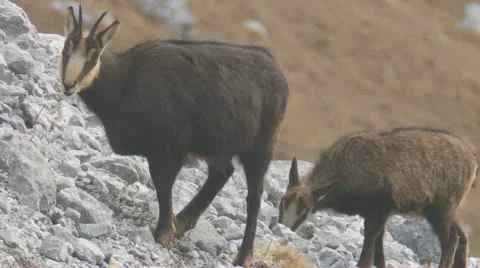 Chamois Video stock 12644596