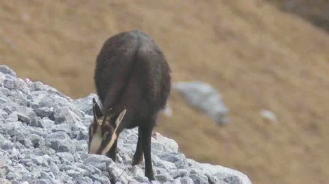 Chamois Stock Footage 12663843
