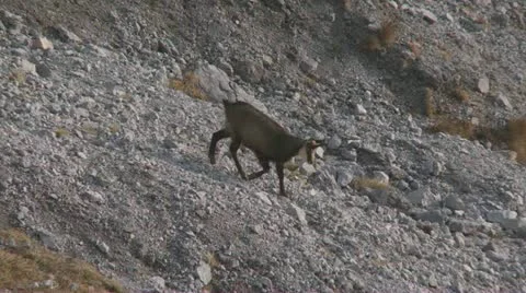 Chamois Stock Footage 12665314
