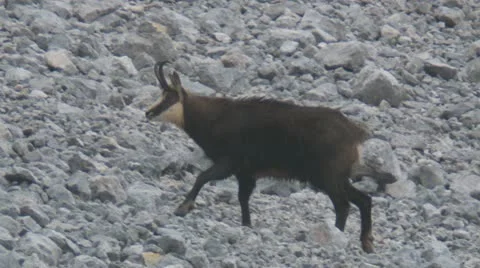 Chamois Stock Footage 12691695