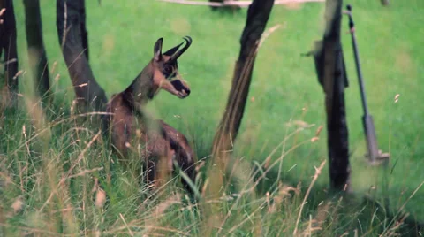 Chamois Stock Footage 27453879