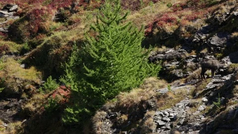 Chamois Stock Footage 77802621