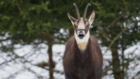 Chamois Stock Footage 277713229