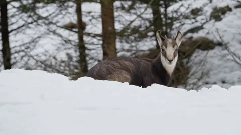 Chamois Stock Footage 277713237