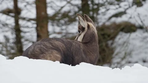 Chamois Stock Footage 277713238
