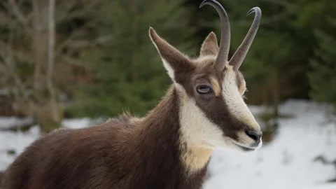 Chamois Stock Footage 277713381
