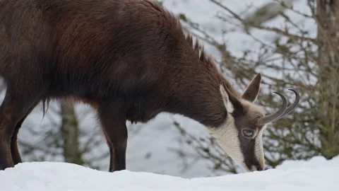 Chamois Stock Footage 277713967