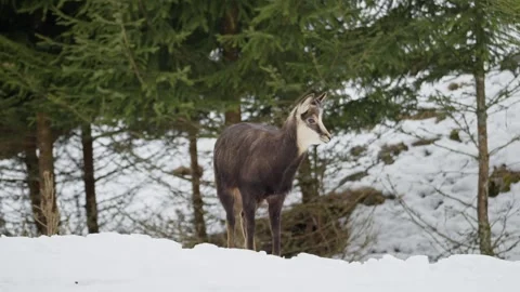 Chamois Stock Footage 277714028