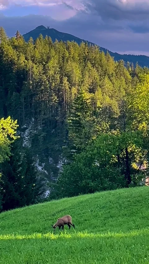 Chamois in the foreground of the alps Stock Footage 279024845