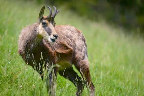 Chamois in the grass Stock Photos