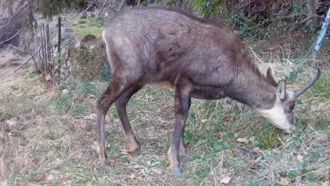 Chamois grazes grass on the lawn Stock Footage 267584791