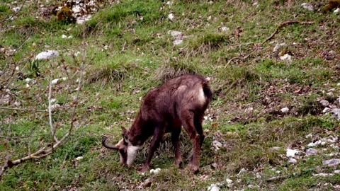 Chamois Grazing in Alpine Meadow Stock Footage 330805799