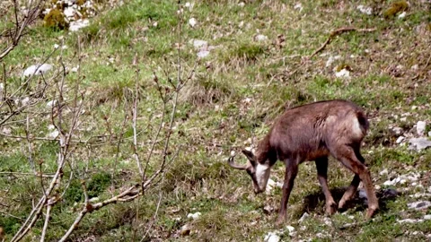 Chamois Grazing in Alpine Meadow Stock Footage 330805803