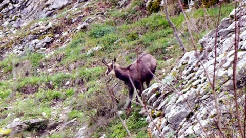 Chamois Grazing in Alpine Meadow Stock Footage 330805807