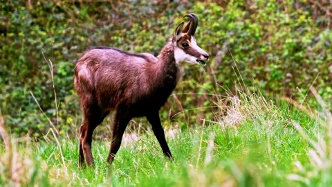 Chamois Grazing in Alpine Meadow Stock Footage 330805808
