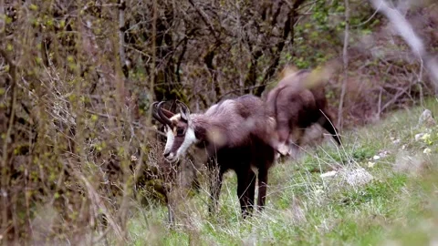 Chamois Grazing in Alpine Meadow Stock Footage 330805813